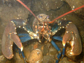   Lobster taken South Gare west end Coatham Sands near Redcar thats photo  